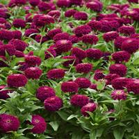 Zesty™ Purple Zinnia