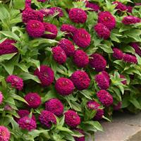 Zesty™ Purple Zinnia