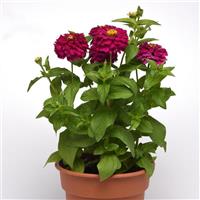 Zesty™ Purple Zinnia