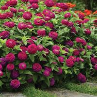 Zesty™ Purple Zinnia