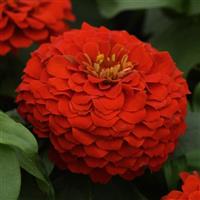 Zesty™ Scarlet Zinnia