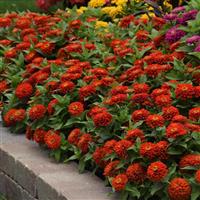 Zesty™ Scarlet Zinnia