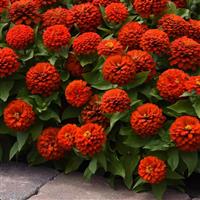 Zesty™ Scarlet Zinnia