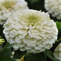 Zesty™ White Zinnia