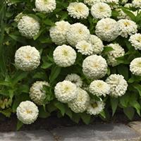 Zesty™ White Zinnia