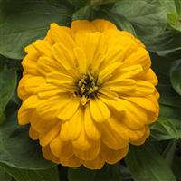 Zesty™ Yellow Zinnia