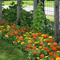 Zesty™ Yellow Zinnia