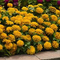 Zesty™ Yellow Zinnia