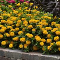 Zesty™ Yellow Zinnia