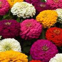 Zesty™ Mixture Zinnia