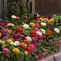 Zesty™ Mixture Zinnia