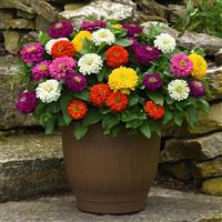 Zesty™ Mixture Zinnia