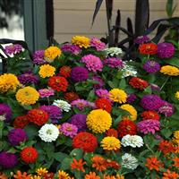 Zesty™ Mixture Zinnia