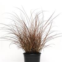 Grass Carex Cappuccino