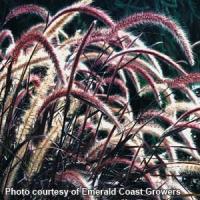 Grass Pennisetum setaceum Rubrum