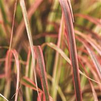 Grass Pennisetum Fireworks