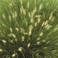 Grass Pennisetum Little Bunny