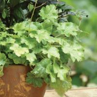 Heuchera Dolce Key Lime Pie