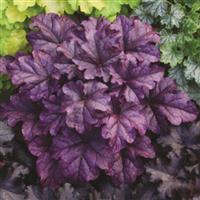 Heuchera Dolce Wildberry