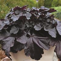 Heuchera Primo Black Pearl