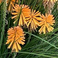 Kniphofia Poco Orange