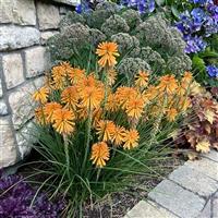 Kniphofia Poco Orange