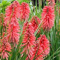 Kniphofia Poco Red