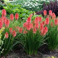 Kniphofia Poco Red