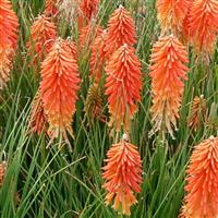 Kniphofia Poco Sunset