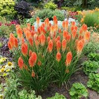 Kniphofia Poco Sunset