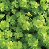 Lysimachia Creeping Jenny Gold