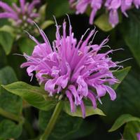 Monarda didyma BeeMine™ Lavender