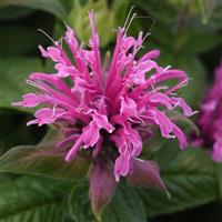 Monarda didyma BeeMine™ Pink