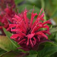 Monarda didyma BeeMine™ Red