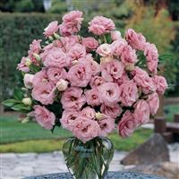 ABC™ 1 Deep Rose Lisianthus