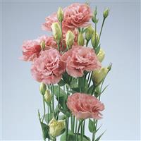 ABC™ 1 Deep Rose Lisianthus