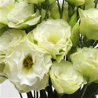 ABC™ 1 Green Lisianthus