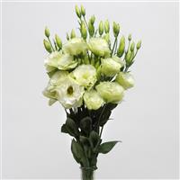 ABC™ 1 Green Lisianthus