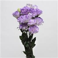 ABC™ 1 Misty Blue Lisianthus