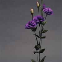 ABC™ 1 Purple Lisianthus