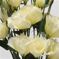 ABC™ 1 Yellow Lisianthus