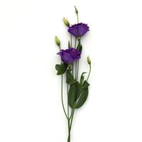 ABC™ 2 Blue Lisianthus