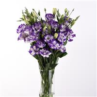 ABC™ 2 Blue Rim Lisianthus