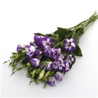 ABC™ 2 Blue Rim Lisianthus