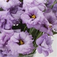 ABC™ 2 Lavender Lisianthus