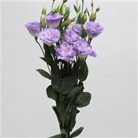 ABC™ 2 Misty Blue Lisianthus