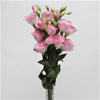 ABC™ 2 Misty Pink Lisianthus