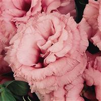 ABC™ 2 Rose Lisianthus