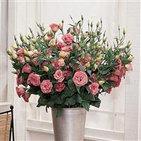 ABC™ 2 Rose Lisianthus