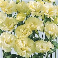 ABC™ 2 Yellow Lisianthus